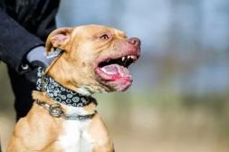 Mujer de 71 años con reportó graves heridas al ser mordida por un pitbull 