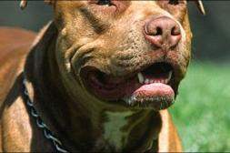 Muerte de mujer atacada por pitbull  reaviva debate sobre razas peligrosas