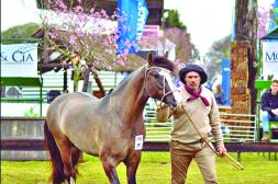 Se entregaron los grandes premios equinos en la Expo Salto 2026